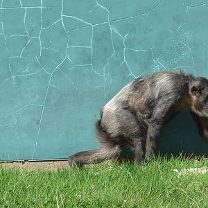 Chimps, September 2016