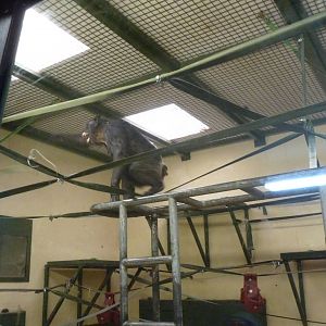 Chimps, September 2016