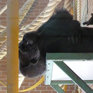 Female Gorilla, September 2016