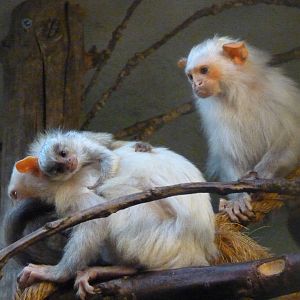 Silvery Marmosets, September 2016
