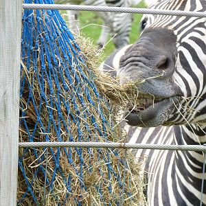 Zebra, September 2016