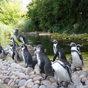 Humboldt Penguins, September 2016