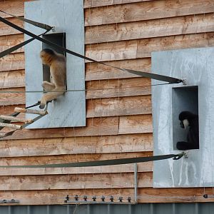 Northern White-cheeked Gibbons, September 2016