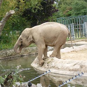 Asian Elephant, September 2016