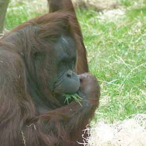 Female Bornean Orangutan, September 2016