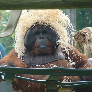 Male Bornean Orangutan, September 2016