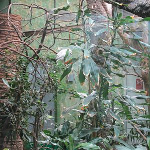 bali myna exhibit barcelona zoo