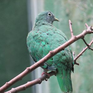black naped fruit pidgeon barcelona zoo