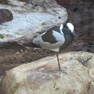 blacksmith lapwing barcelona zoo