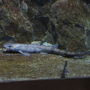 small spotted dogfish aquarium barcelona