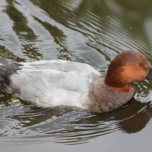 Common pochard