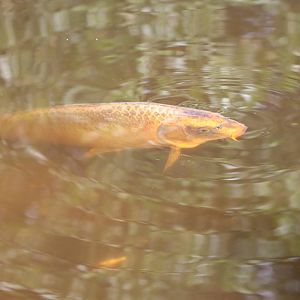 Koi carp
