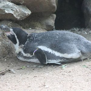 Humboldt penguin