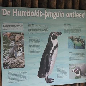 Sign Humboldt penguin