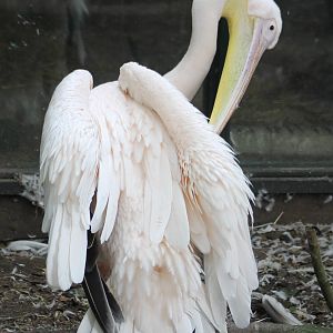 Great white pelican