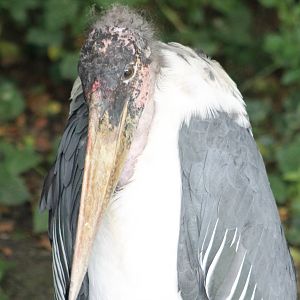 African marabou
