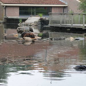 Enclosure South American fur seal