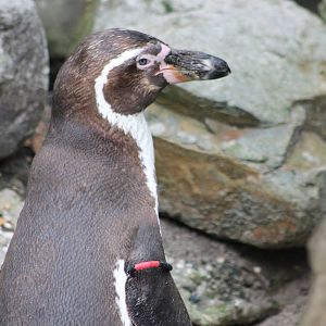 Humboldt penguin