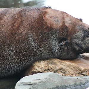 South American fur seal
