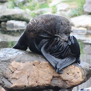 South American fur seal