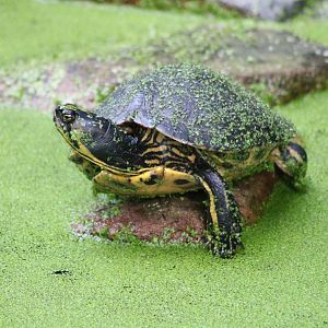Yellow-bellied slider