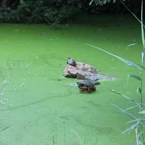 Turtle pond