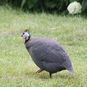 Helmeted guineafowl