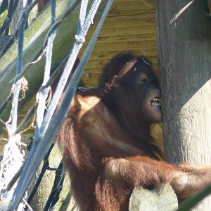 Female Bornean Orangutan, September 2016
