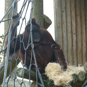 Female Bornean Orangutan, September 2016