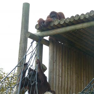Bornean Orangutans, September 2016