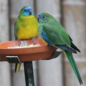 Pair of Turquoise parrots