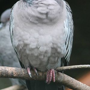 Picazuro pigeon