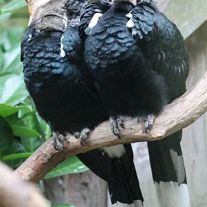 Silvery-cheeked hornbills