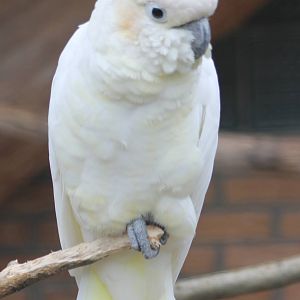Sulpher-crested cockatoo