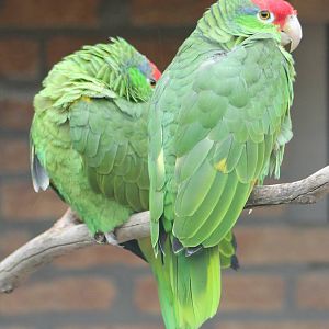Green-cheeked amazones