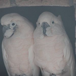 Salmon-crested cockatoos
