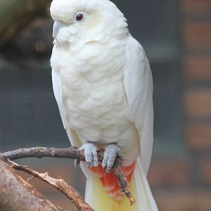 Red-vented cockatoo