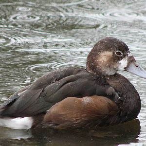Duck ID