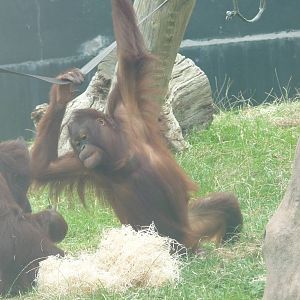 Bornean Orangutan, September2016
