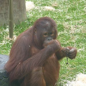Bornean Orangutan, September2016
