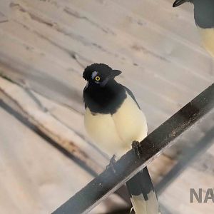 Plush-crested jays - Mendoza Zoo, April 2016