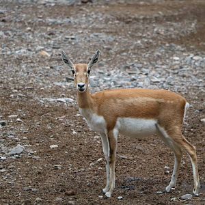 Blackbuck - Mendoza Zoo, April 2016