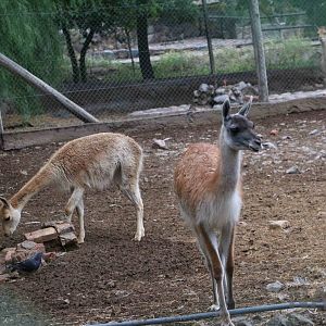 Camelids - Mendoza Zoo, April 2016