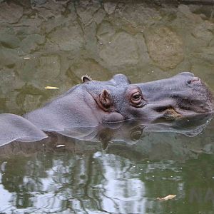 Common hippo - Mendoza Zoo, April 2016