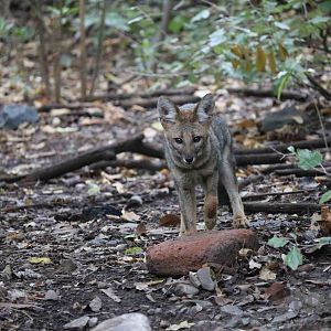 Wild/feral chilla - Mendoza Zoo, April 2016