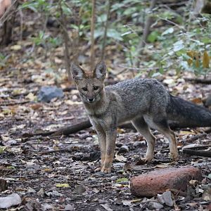 Wild/feral chilla - Mendoza Zoo, April 2016