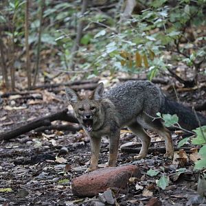 Wild/feral chilla - Mendoza Zoo, April 2016