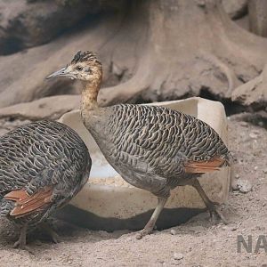 Red-winged tinamou - Mendoza Zoo, April 2016