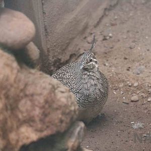 Elegant crested tinamou - Mendoza Zoo, April 2016