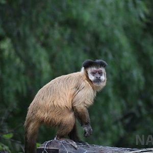 Free-ranging capuchin - Mendoza Zoo, April 2016